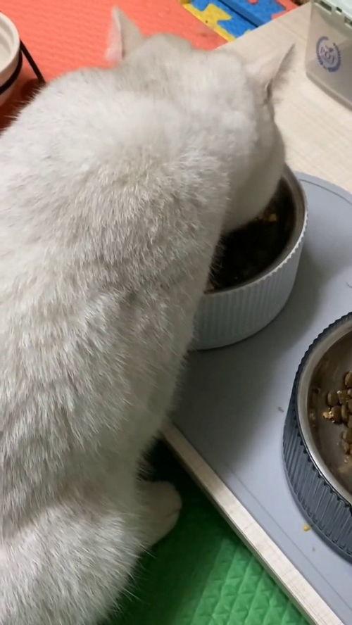 有好多爆料的猫吗视频播放