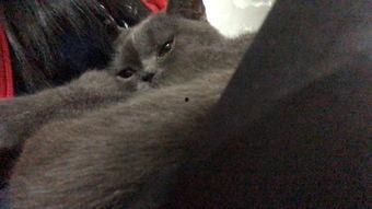 有好多爆料的猫吗视频播放 第2张 有好多爆料的猫吗视频播放 第2张