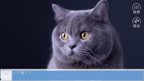 有好多爆料的猫吗视频播放 第3张 有好多爆料的猫吗视频播放 第3张