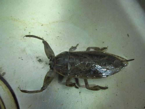 小鱼仔爆料有蟑螂吗视频,家中惊现蟑螂,真实视频曝光 第2张 小鱼仔爆料有蟑螂吗视频,家中惊现蟑螂,真实视频曝光 第2张