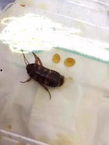 小鱼仔爆料有蟑螂吗视频,家中惊现蟑螂,真实视频曝光 第3张 小鱼仔爆料有蟑螂吗视频,家中惊现蟑螂,真实视频曝光 第3张