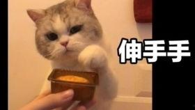 饿了哥前妻爆料视频,揭秘婚姻背后的惊人真相  第3张