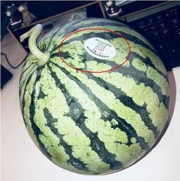 吃瓜八卦网红叫什么,揭秘网红“吃瓜八卦”背后的故事