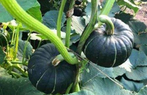 网红吃瓜视频大全,揭秘娱乐圈幕后故事 第3张 网红吃瓜视频大全,揭秘娱乐圈幕后故事 第3张