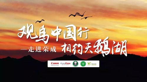 爱鸟在线观看,一场关于自然与生命的视觉盛宴