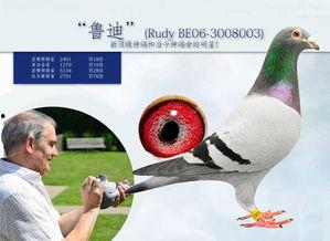 鸽王稻草爆料视频在线观看