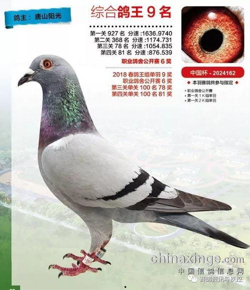 鸽王稻草爆料视频在线观看 第3张 鸽王稻草爆料视频在线观看 第3张