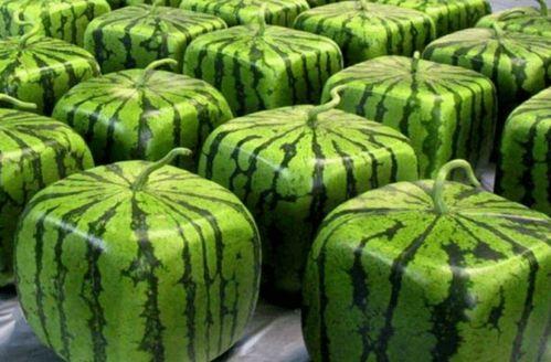 中国网红泰国吃瓜视频,一场视觉与味蕾的双重盛宴